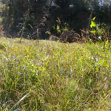 sedge and grass at edge or large fen, Johns River Road, SW Grays Harbor County, Washington