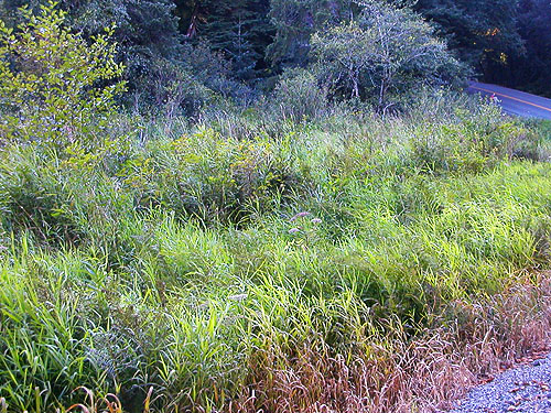 spider-free meadow at Gold Creek, Johns River Road, SW Grays Harbor County, Washington