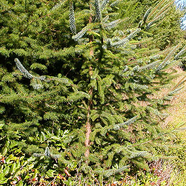 Sitka spruce Picea sitchensis in clearcut, Johns River Road, SW Grays Harbor County, Washington
