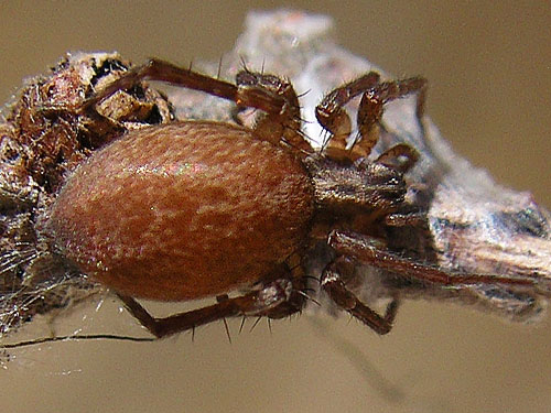 anyphaenid spider Anyphaena pacifica from outhouse, Kaner Flat Campground, Little Naches Road, Kittitas County, Washington