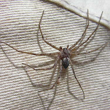 male crab spider Apollophanes margareta from outhouse, Kaner Flat Campground, Little Naches Road, Kittitas County, Washington