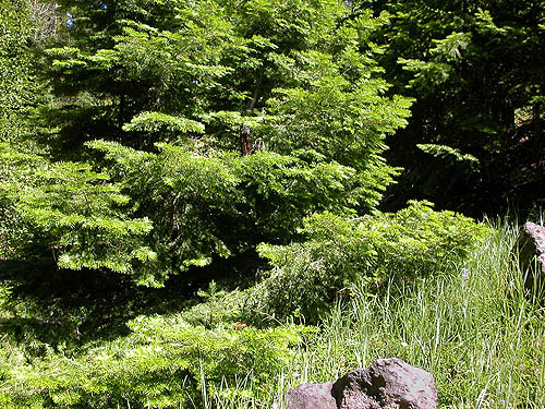 conifer foliage habitat, Kaner Flat Campground, Little Naches Road, Kittitas County, Washington