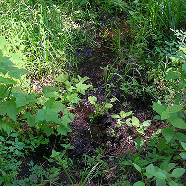 tiny brook in forest feeding into meadow, Kaner Flat Campground, Little Naches Road, Kittitas County, Washington