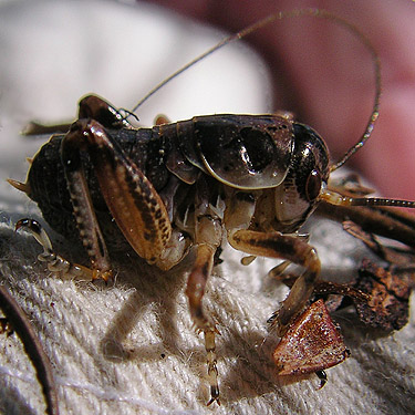 prophalangopsid orthopteran insect, Cyphoderris monstrosa, Kaner Flat Campground, Little Naches Road, Kittitas County, Washington