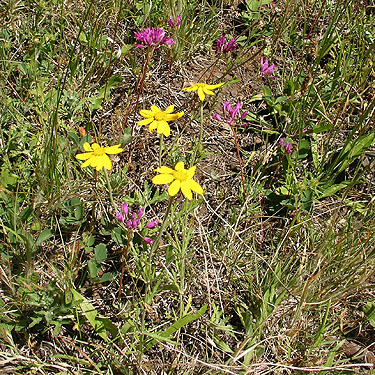 meadow wildflowers, Kaner Flat Campground, Little Naches Road, Kittitas County, Washington