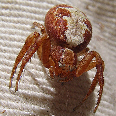 crab spider Xysticus gosiutus from pine cone, Kaner Flat Campground, Little Naches Road, Kittitas County, Washington