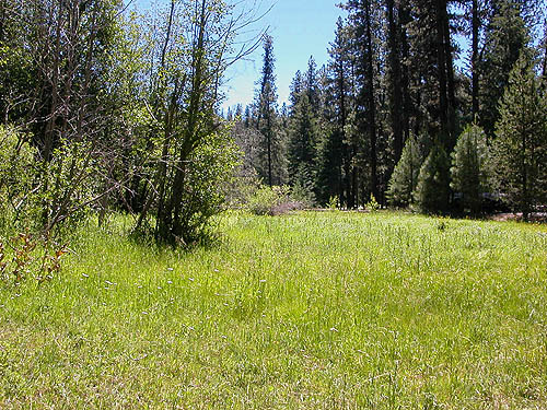 meadow beside Kaner Flat Campground, Little Naches Road, Kittitas County, Washington