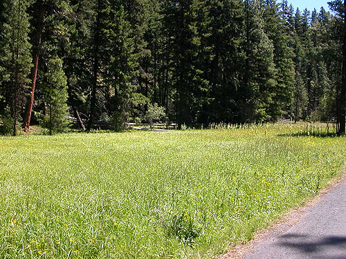 meadow at edge of Kaner Flat Campground, Little Naches Road, Kittitas County, Washington