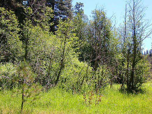 deciduous thicket in meadow, Kaner Flat Campground, Little Naches Road, Kittitas County, Washington