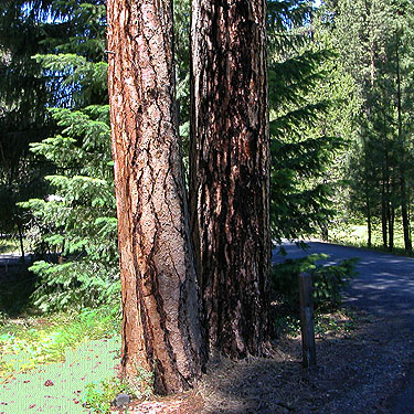 ponderosa pine trunks, Kaner Flat Campground, Little Naches Road, Kittitas County, Washington