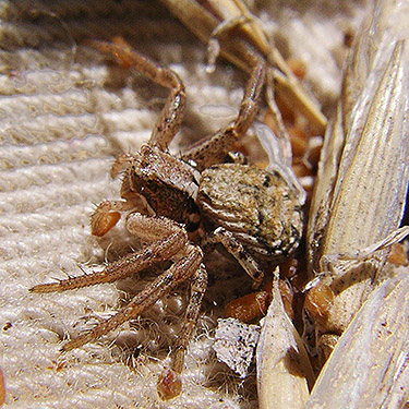 male crab spider Xysticus cunctator, Cooke Creek at John Wayne Trail, SW corner of Kittitas, Washington