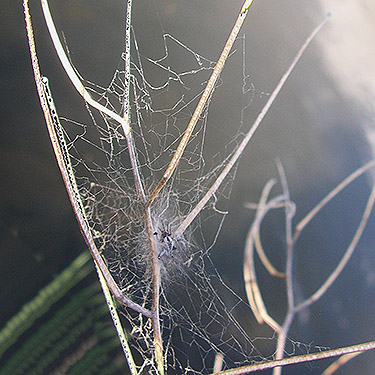 Dictyna coloradensis web on plant tip, Silica Road, Badger Pocket, Kittitas County, Washington