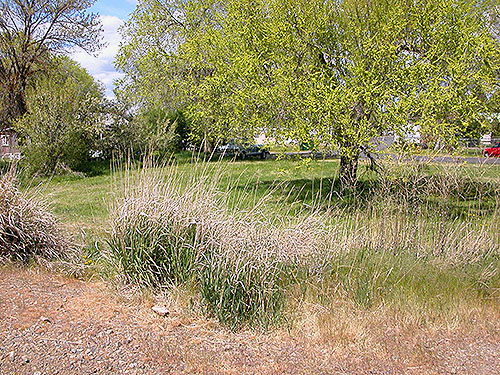 riparian grass, Cooke Creek at John Wayne Trail, SW corner of Kittitas, Washington