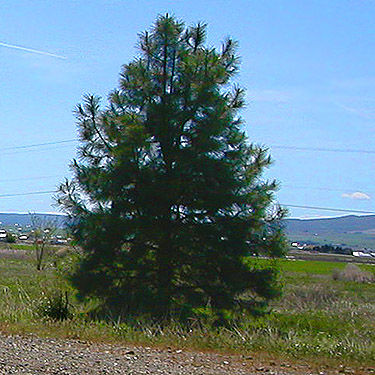 ponderosa pine tree by trail, Cooke Creek at John Wayne Trail, SW corner of Kittitas, Washington