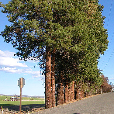 Row of planted ponderosa pines, WPA Road, Badger Pocket, Kittitas County, Washington