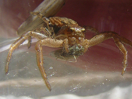 crab spider Xysticus cunctator with leafhopper prey, Cooke Creek at John Wayne Trail, SW corner of Kittitas, Washington