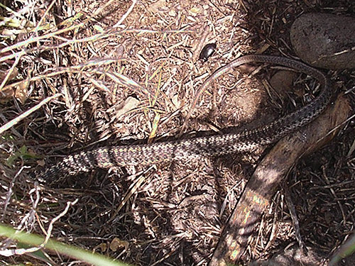 reptilian tail, Cooke Creek at John Wayne Trail, SW corner of Kittitas, Washington