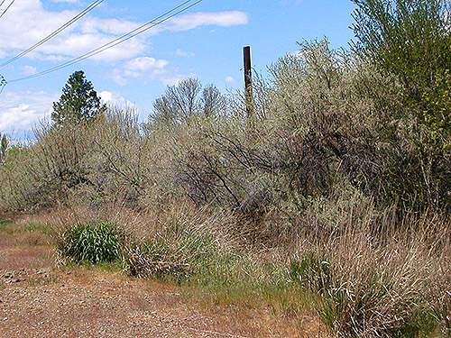 Russian olive Eleagnus trees, Cooke Creek at John Wayne Trail, SW corner of Kittitas, Washington