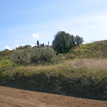 sagebrush beside Silica Road, Badger Pocket, Kittitas County, Washington