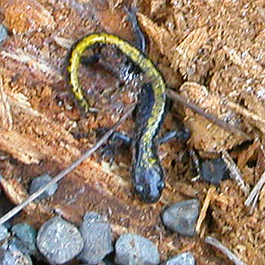juvenile tiger salamander Ambystoma tigrinum, WPA Road, Badger Pocket, Kittitas County, Washington