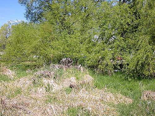riparian marsh & willow, Cooke Creek at John Wayne Trail, SW corner of Kittitas, Washington