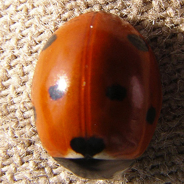 Coccinella lady beetle, 2016 clearcut on Langworthy Road, Michigan Hill, Thurston County, Washington