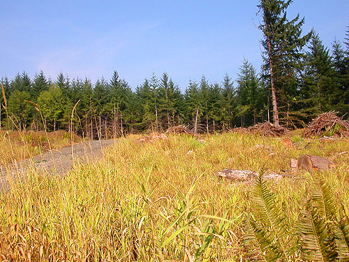 west end of 2021 clearcut, Michigan Hill, Thurston County, Washington