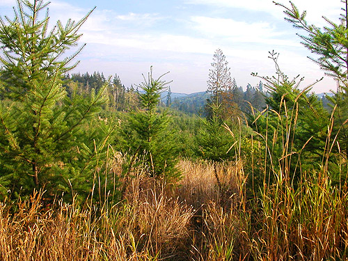 planted trees in 2016 clearcut on Langworthy Road, Michigan Hill, Thurston County, Washington
