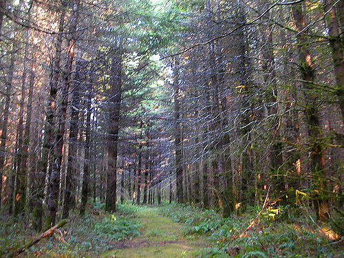 old road in young forest west of 2021 clearcut, Michigan Hill, Thurston County, Washington