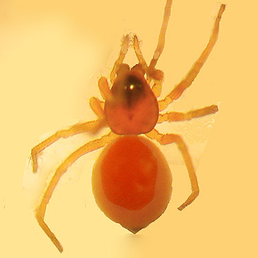 Female Ceraticelus fissiceps spider, Bacon Creek delta, Skagit County, Washington