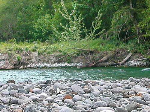 Bacon Creek in delta area, Skagit County, Washington