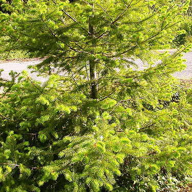 Douglas-fir in powerline, Bacon Creek delta, Skagit County, Washington