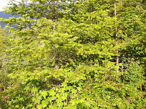 Douglas-fir in powerline, Bacon Creek delta, Skagit County, Washington