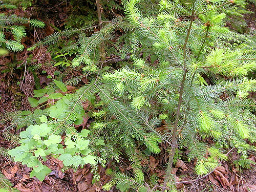 roadside Douglas-fir foliage, lower Bacon Creek Road, Skagit County, Washington