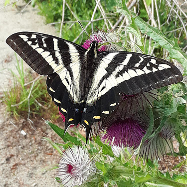 butterfly Papilio eurymedon, Bacon Creek delta area, Skagit County, Washington