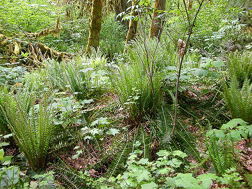 ferns in understory, lower Bacon Creek Road, Skagit County, Washington