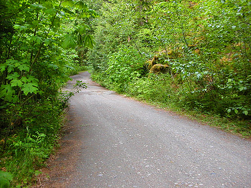 Green roadside, Oakes Creek above Bacon Creek confluence, Skagit County, Washington
