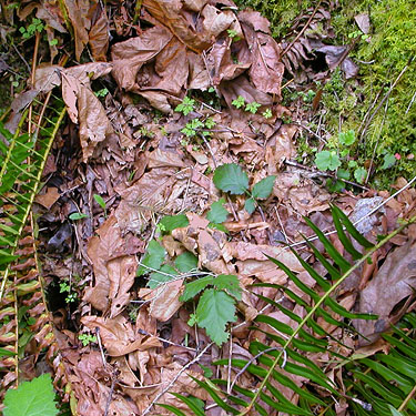bigleaf maple leaf litter, lower Bacon Creek Road, Skagit County, Washington