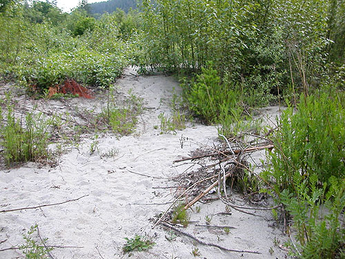 sand bar, Bacon Creek delta area, Skagit County, Washington