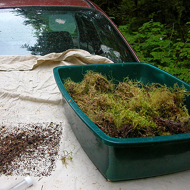 sifting moss on car, Oakes Creek above Bacon Creek confluence, Skagit County, Washington