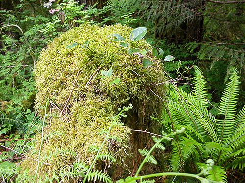 moss-coated stump, Oakes Creek above Bacon Creek confluence, Skagit County, Washington