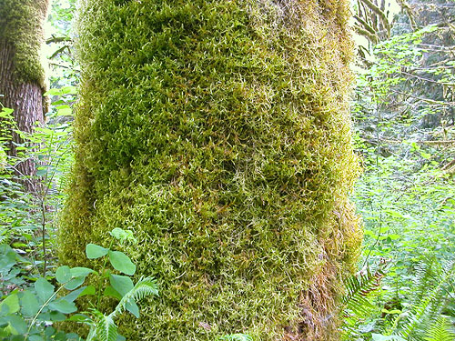 mossy bigleaf maple trunk, lower Bacon Creek Road, Skagit County, Washington