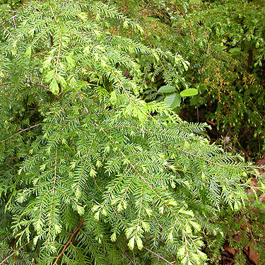 roadside western hemlock foliage, lower Bacon Creek Road, Skagit County, Washington