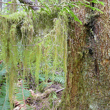 moss on western hemlock, Oakes Creek above Bacon Creek confluence, Skagit County, Washington