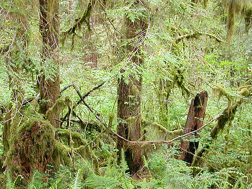 moss on western hemlock, Oakes Creek above Bacon Creek confluence, Skagit County, Washington