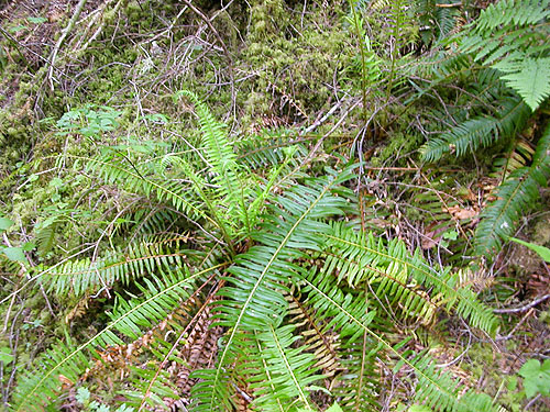 sword fern understory, Oakes Creek above Bacon Creek confluence, Skagit County, Washington