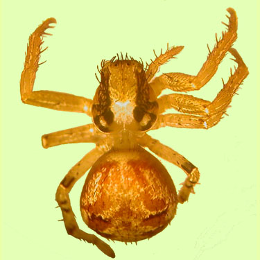 Xysticus crab spider, lower Bacon Creek Road, Skagit County, Washington