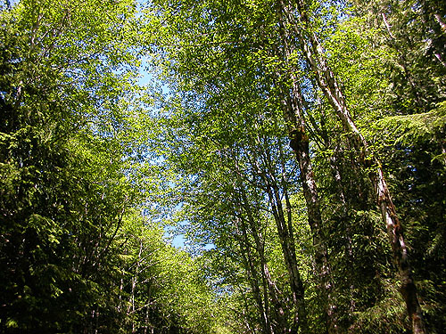 alder canopy by outlet stream of Little Eagle Lake, Green River Watershed, King County, Washington