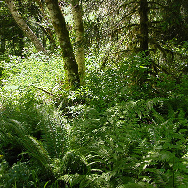 dense streamside understory, Little Eagle Lake, Green River Watershed, King County, Washington