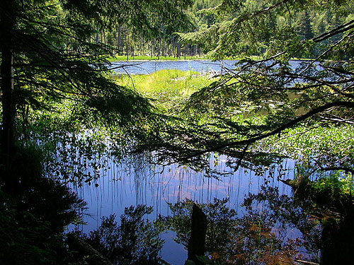 emerging from trees to see Little Eagle Lake, Green River Watershed, King County, Washington